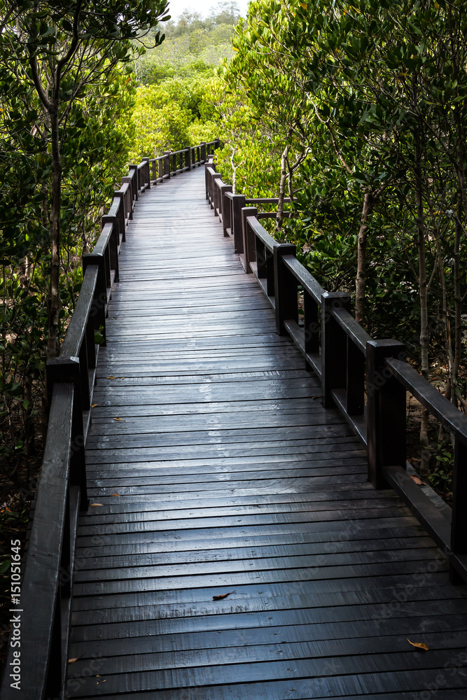 Boardwalk, The Nature Trail in Mangrove Forest