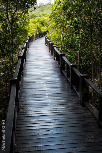 Boardwalk, The Nature Trail in Mangrove Forest
