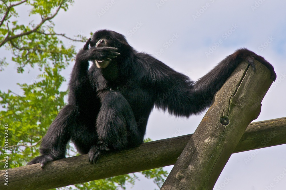 Siamang (Symphalangus syndactylus) making sounds by putting its hand before its mouth.
