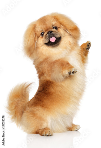 Fototapeta Naklejka Na Ścianę i Meble -  Pekingese dog in front of white background