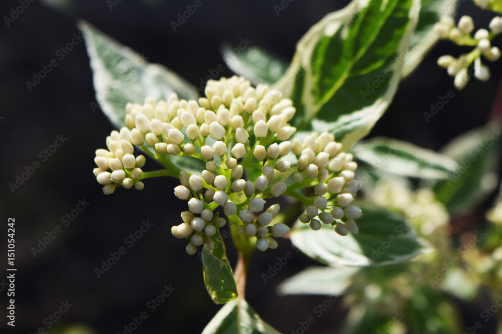 white flower white flower