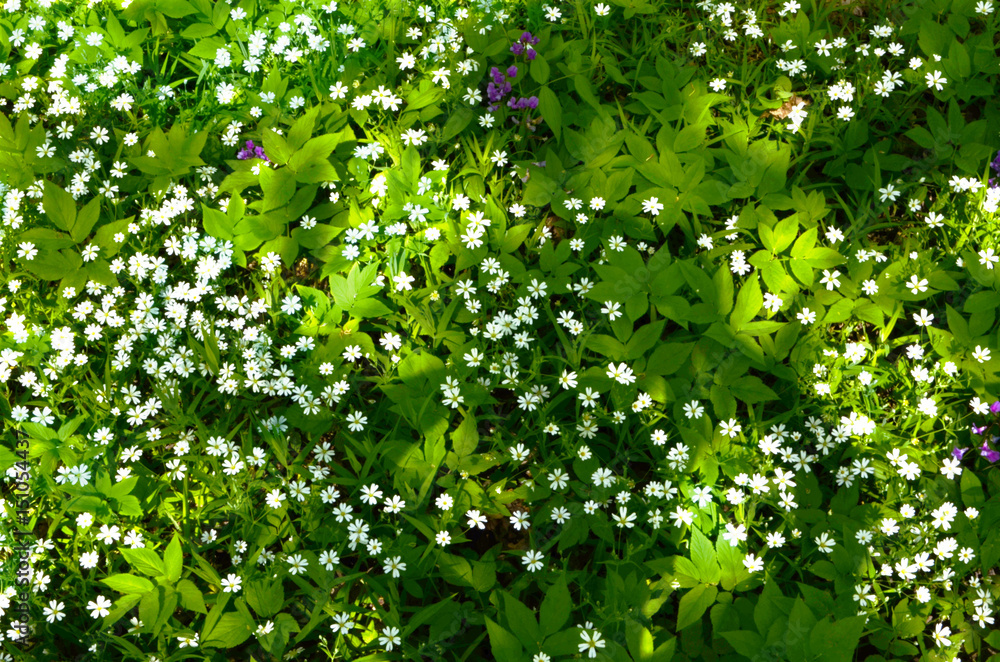 Forest, field, white flowers on a background of green leaves. A bright Forest, field, white flowers on a background of green leaves. A bright