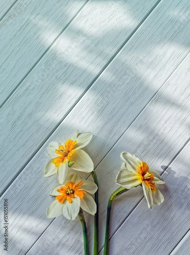Fototapeta Naklejka Na Ścianę i Meble -  Three daffodils on a light wooden background