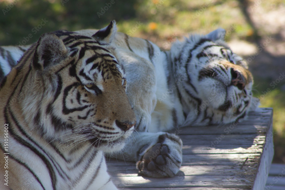 Naklejka premium Tigers