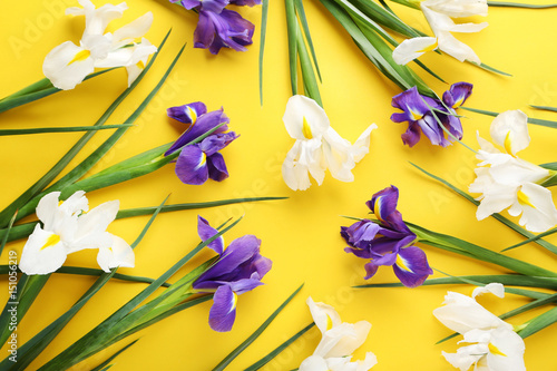 Fototapeta Naklejka Na Ścianę i Meble -  Purple and white iris flowers on yellow background