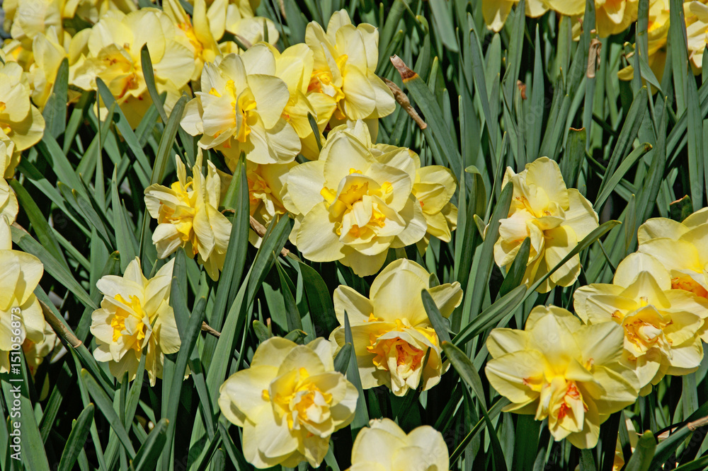 Pretty yellow daffodils grace the spring garden with their splendor.

