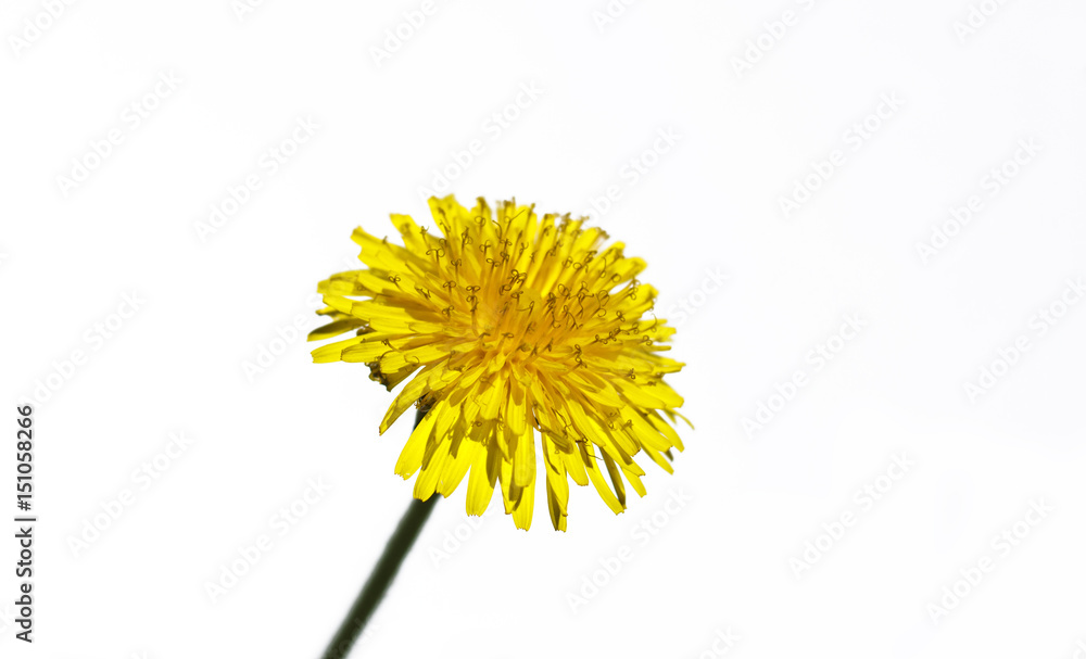 Fototapeta premium Dandelion isolated on white background close-up