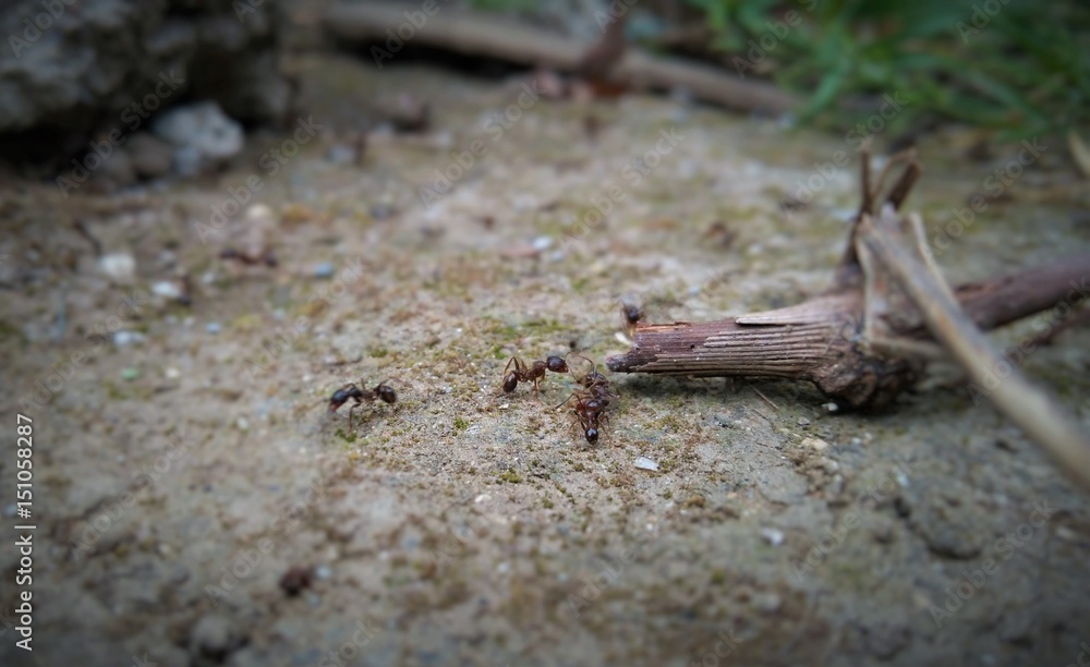 Ant Working Hard Ant Working Hard