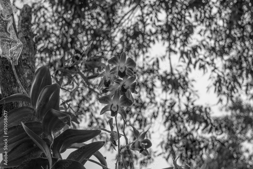 Black and white floral background - orchid in a jungle