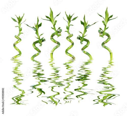 Lucky Bamboo on white backg...