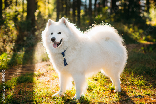 Schilderij op canvas Happy White Samoyed Dog Outdoor in Park