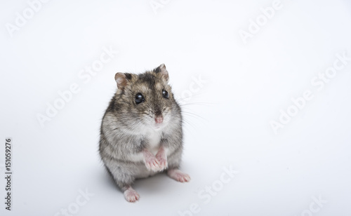 russian hamster in front of white background