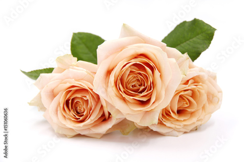 Bunch of roses with leaves - Salmon pastel color flowers - Background isolated white   copy text space