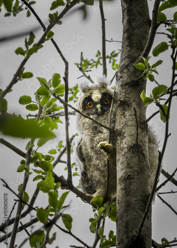A chick of an owl sits on a branch