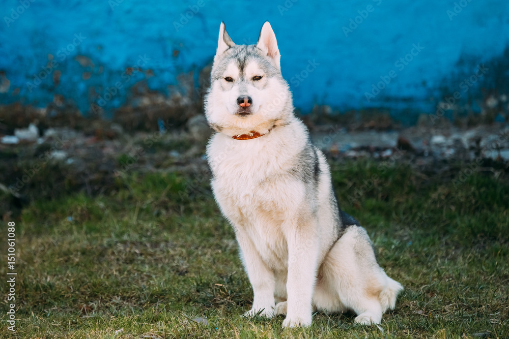 Young Funny Gray Husky Puppy Dog Outdoor