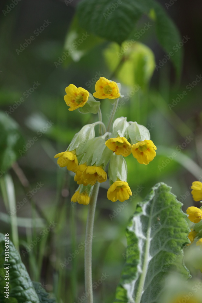Primevère officinale au printemps, Primula veris Primevère officinale au printemps, Primula veris
