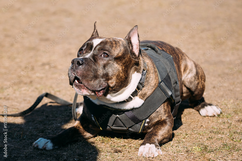 Dog American Staffordshire Terrier On Training 