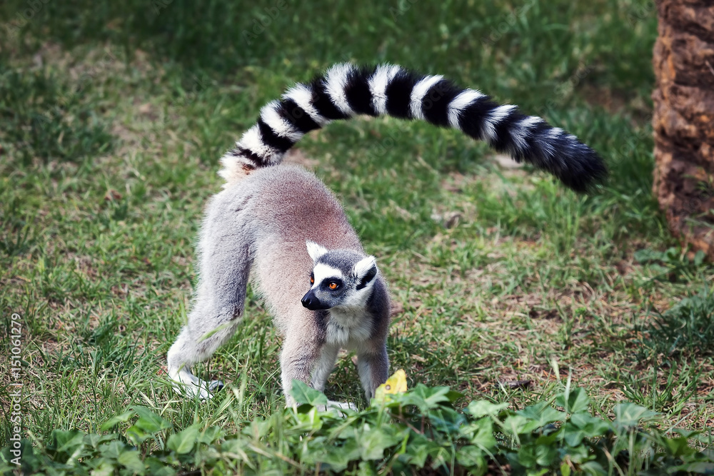 Fototapeta premium The ring-tailed lemur