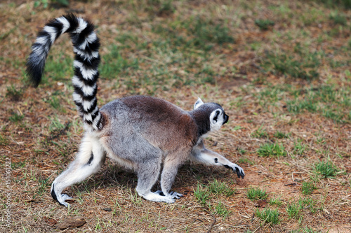 The ring-tailed lemur