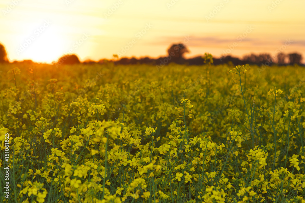 Fototapeta premium Rapsfeld im Sonnenuntergang