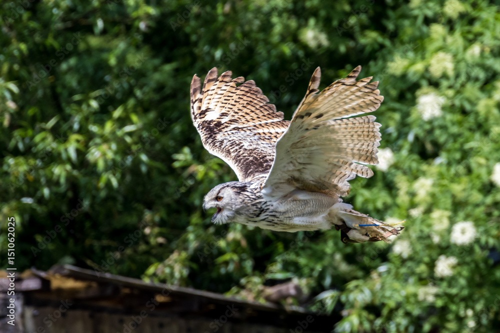 Fototapeta premium Uhu - Bubo bubo