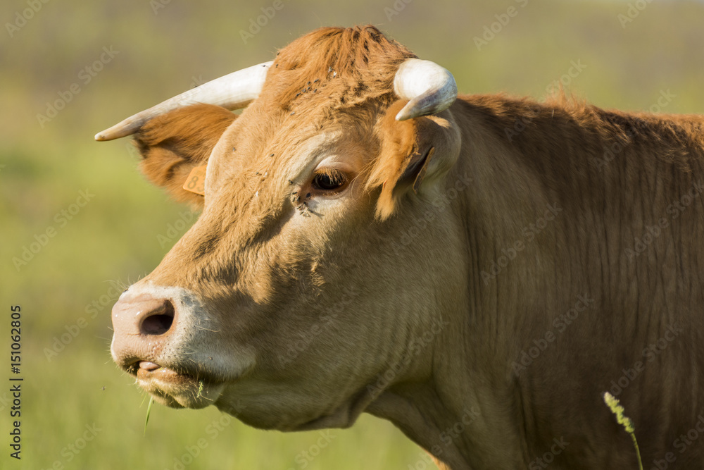 Vaches et taureaux - Chartreuse - Isère. Vaches et taureaux - Chartreuse - Isère.