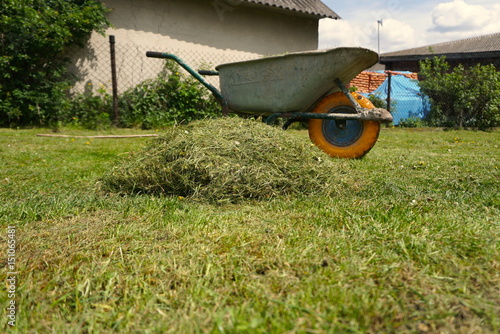old wheelbarrow and a bunch of freshly cut grass in yard