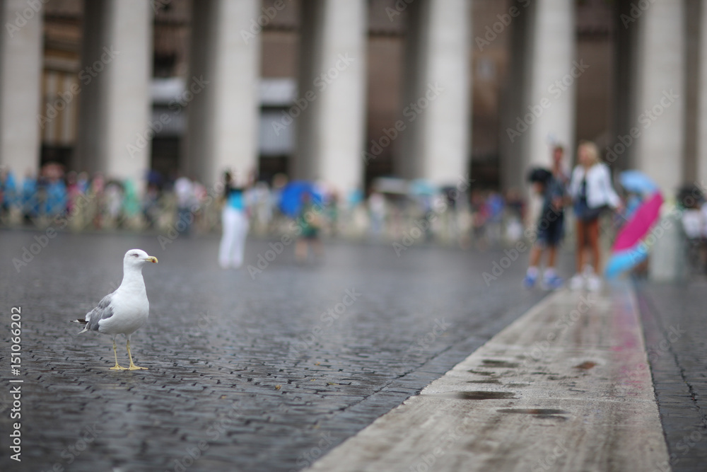 Seagull on the cobbles of St. Peter's Square in the Vatican. Rome, Italy