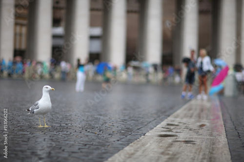 Seagull on the cobbles of St. Peter's Square in the Vatican. Rome, Italy