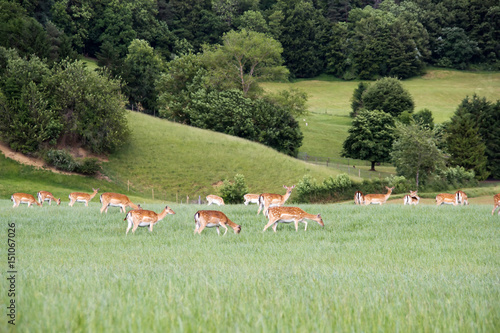Fototapeta Naklejka Na Ścianę i Meble -  Fallow deer farm in deep hills