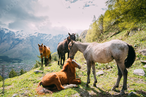 Horses Grazing On Green Mountain Slope In Spring In Mountains