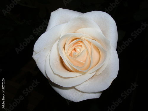 rose flower