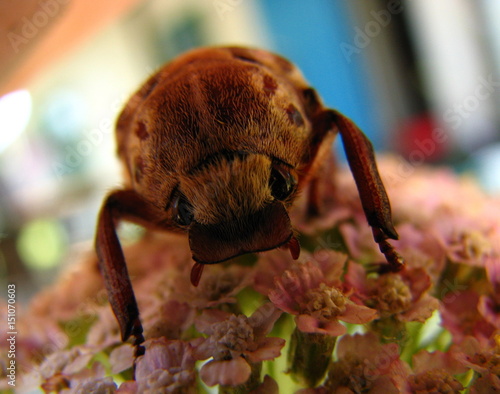 Chafer