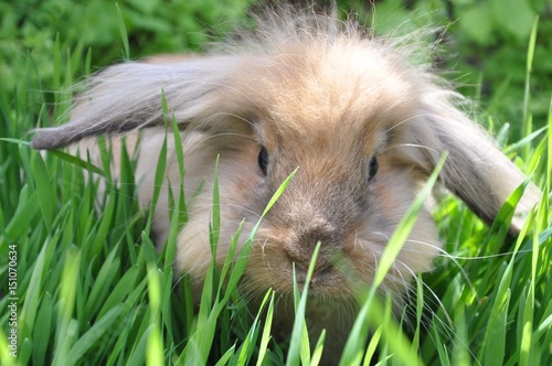 Rabbit