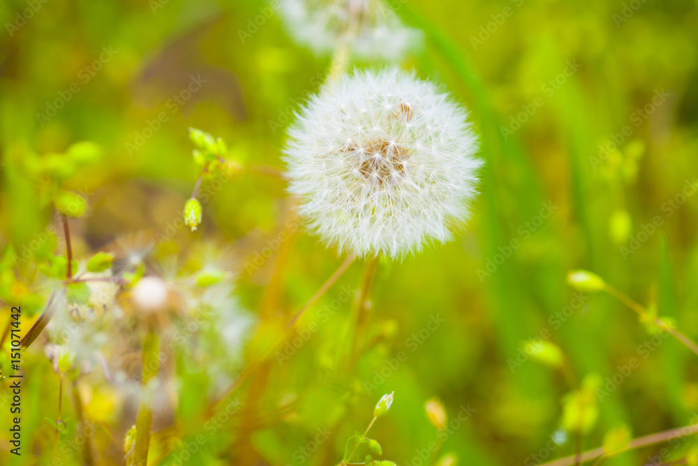 dandelion