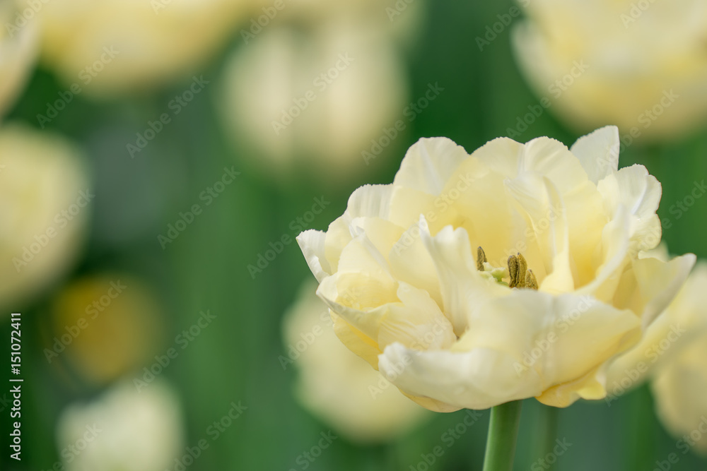 White tulips - obrazy, fototapety, plakaty 
