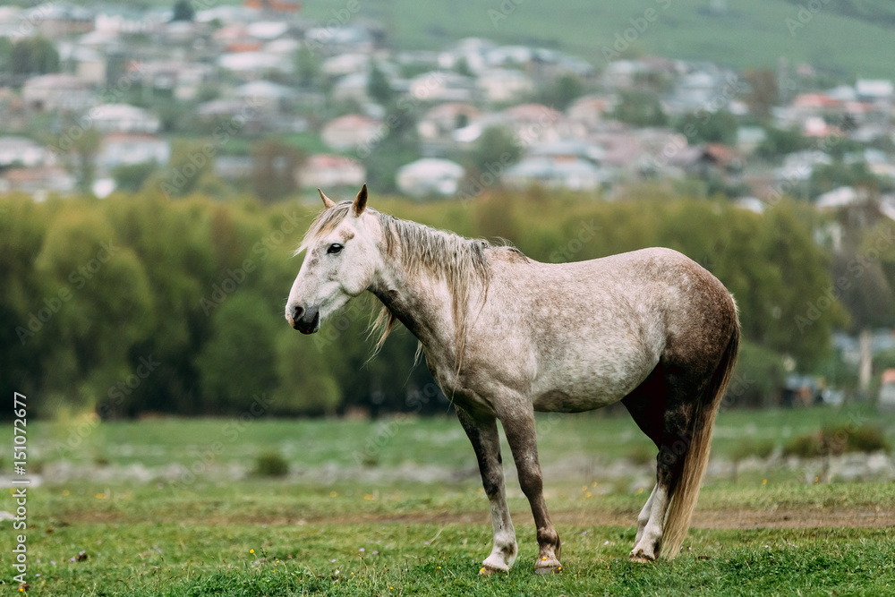 Horse Grazing On Green Mountain Slope In Spring In Mountains Horse Grazing On Green Mountain Slope In Spring In Mountains