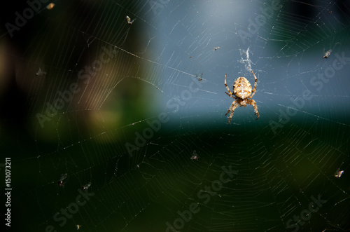 Spider on the web 