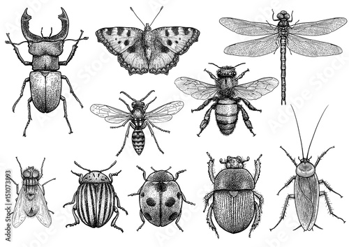 Carta da parati Insect illustration, drawing, engraving, ink, line art, vector