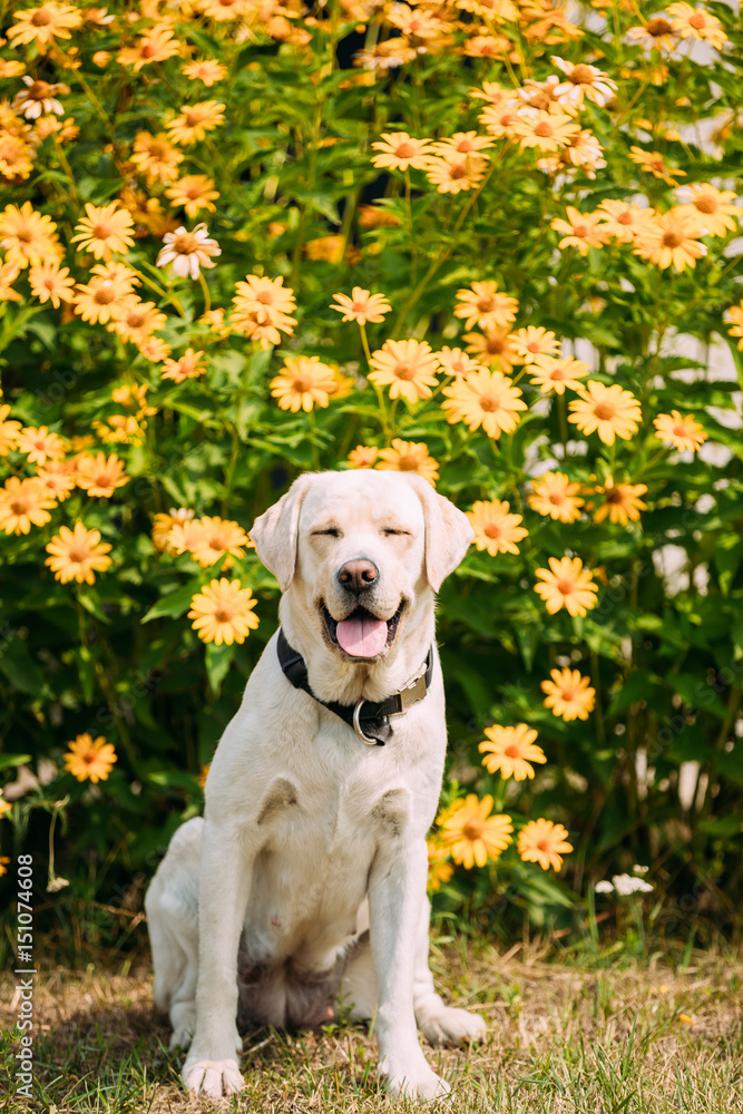 Smiling With Close Eyes Yellow Golden Labrador Female Dog In Sitting