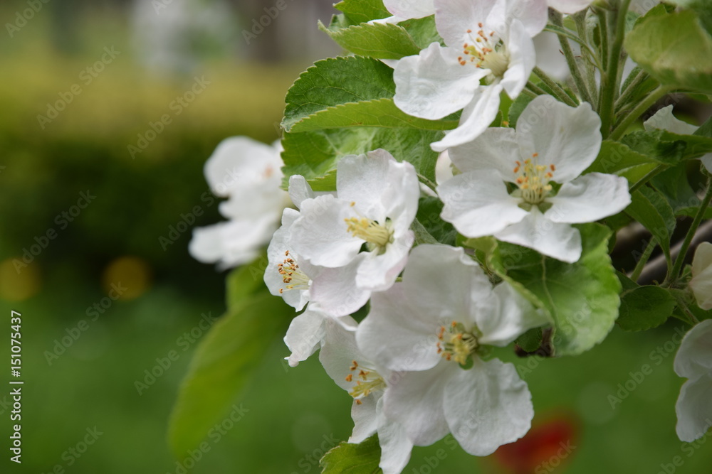 Blüte Apfelbaum