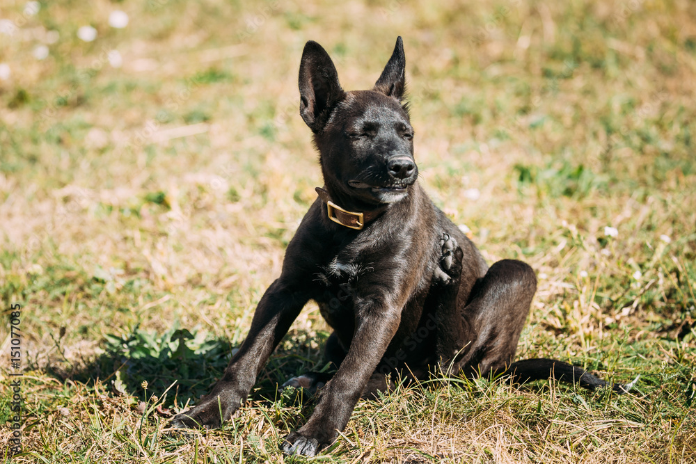 Funny Black Small Size Mixed Breed Puppy Dog Sitting On Grass Funny Black Small Size Mixed Breed Puppy Dog Sitting On Grass