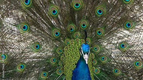 male peacock with spread feathers footage