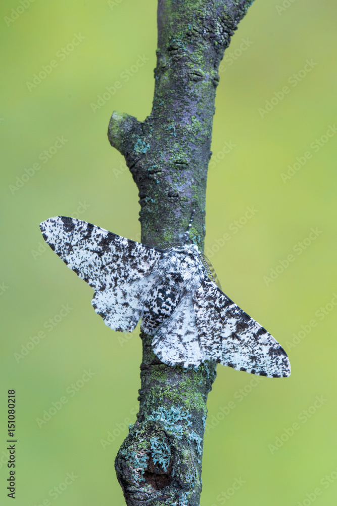 Obraz premium Peppered moth - Biston betularia