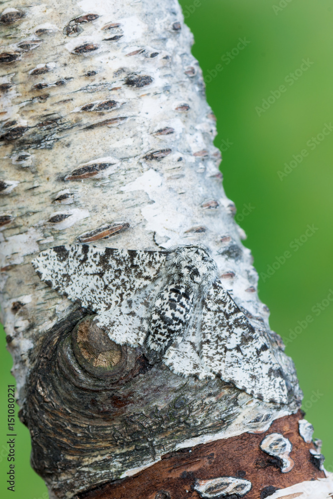 Fototapeta premium Peppered moth - Biston betularia