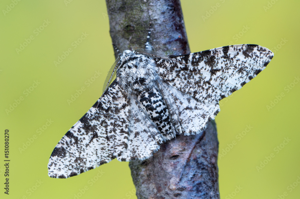 Fototapeta premium Peppered moth - Biston betularia