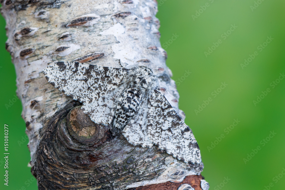 Obraz premium Peppered moth - Biston betularia