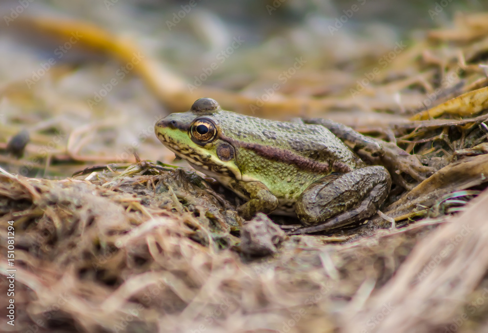 Obraz premium Big frog on a swamp