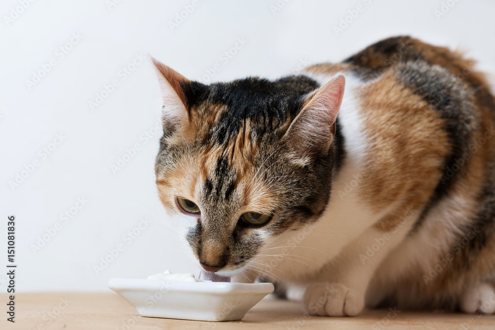 tricolor cat with tongue hanging out eating sour cream