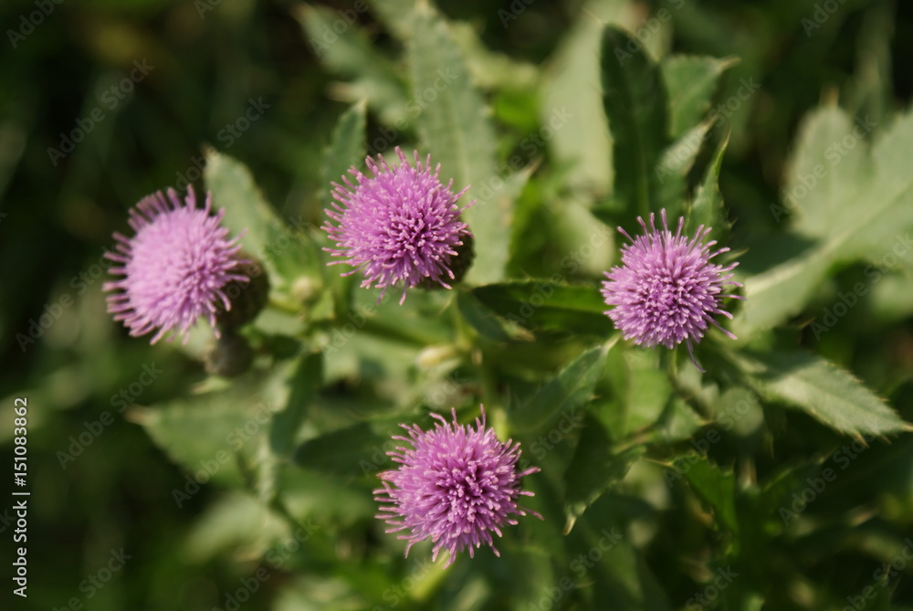 Purple Bursts Purple Bursts